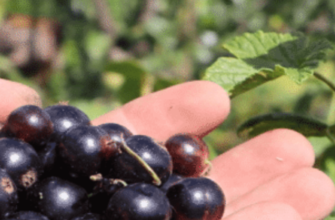 Старі кущі смородини родять краще у 10 разів: обрізаю їх за цією схемою і урожаю океан