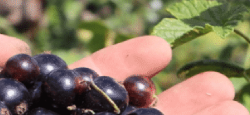 Старі кущі смородини родять краще у 10 разів: обрізаю їх за цією схемою і урожаю океан