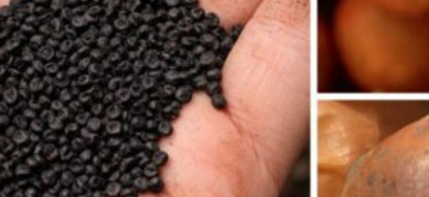 Цибуля з насіння чи сіянки? Ось у чому питання! Експерти поставили крапку у вічній темі