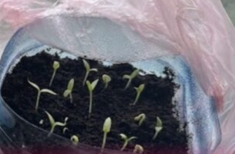 Ось тому ваша розсада на підвіконні й сходить по 1,5 місяця — ви робите 1 зайву дію, а ще про 1 — забуваєте