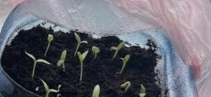 Ось тому ваша розсада на підвіконні й сходить по 1,5 місяця — ви робите 1 зайву дію, а ще про 1 — забуваєте