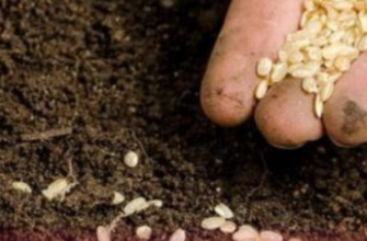Дачникам на замітку! Чому не сходить насіння – помилки