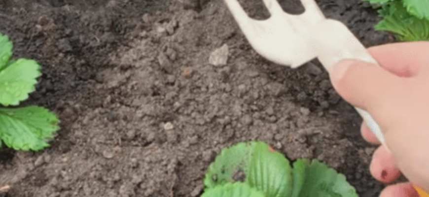 Внесіть це у квітні під полуницю, часник та смородину: ідеально працює навіть по холодній землі