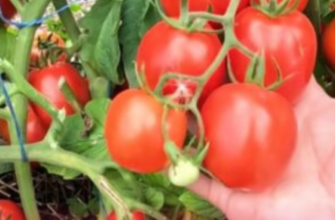 Усі грядки у червоному і жовтому намисті: 3 сорти дрібних томатів – смак неперевершений