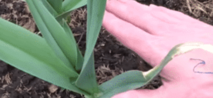 Від цього залежить майбутній розмір часникових головок: вибирайте 1 із 3 перевірених варіантів