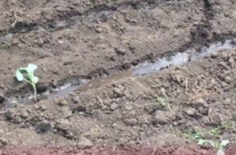 Буде рости як на дріжджах: перше підживлення для томатної розсади у 2026-му