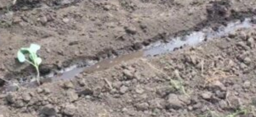 Буде рости як на дріжджах: перше підживлення для томатної розсади у 2026-му