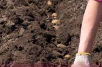 Буде великий врожай: Профільний інститут назвав найкращі українські сорти картоплі