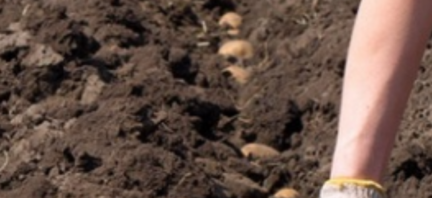 Буде великий врожай: Профільний інститут назвав найкращі українські сорти картоплі