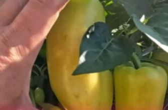 Ці перці витримали град і спеку – 2 сорти, які виручають дачників в найважчий погодний сезон