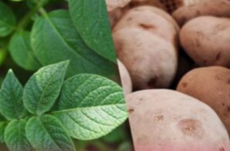 Ось на якій відстані садити картоплю для неймовірного урожаю: не всі знають