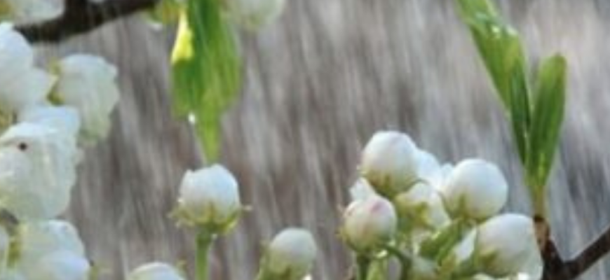 Готуйте парасолі: 17 квітня Україну накриє дощовий фронт — де буде холодніше і де залишиться тепло