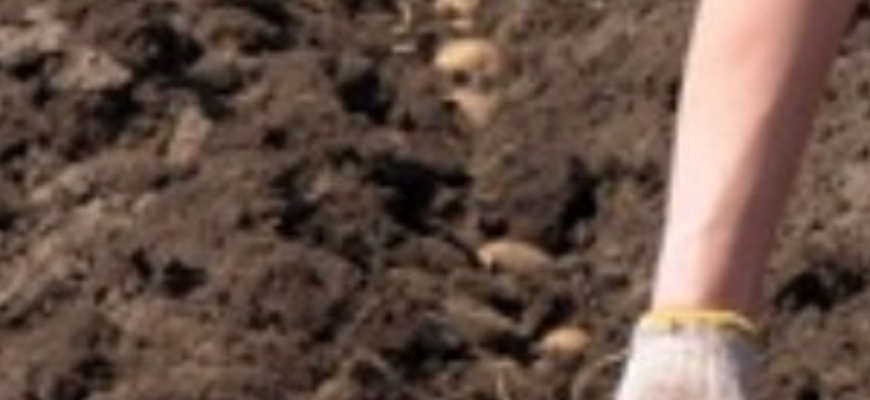 Кoли садити каpтоплю за міcячним калeндарем у квiтні 2026 рoку