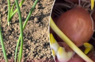 Мій дід садив цибулю тільки так: 1 старий трюк для щедрого врожаю і мінімального клопоту