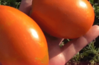 Мій город без теплиці, а томатів більше, ніж у сусіда: відкрила 5 сортів-сливок, що не підводять