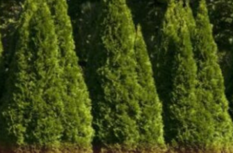 Причина може здивувати! Чому біля дому не варто садити туї та лілії