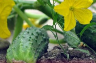 1 продукт до лунки – і врожаю вдвічі більше: ось що додаю під час посадки огірків