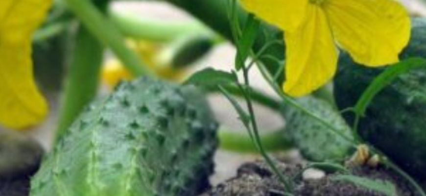 1 продукт до лунки – і врожаю вдвічі більше: ось що додаю під час посадки огірків