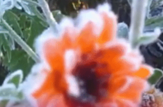 Готуйтеся до різкого холоду: 18 квітня принесе дощі, туман і небезпечні заморозки — прогноз Укргідрометцентру