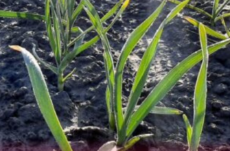 Щойно просохне ґрунт, часнику – терміново: 10 ложок “цього” замінить КАМАЗ гною – секрет гігантських головок