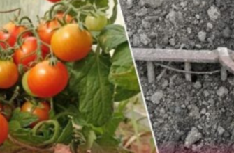 1 ложка в кожну лунку — і врожай помідорів збільшиться в 10 разів. Не вірите? А ви перевірте цієї весни!