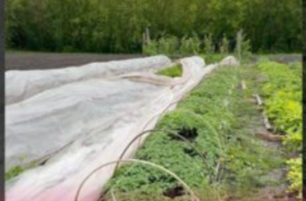 Даю томатній розсаді 1 ложку цього, і в контейнері джунглі: виростає ледь не кожну годину