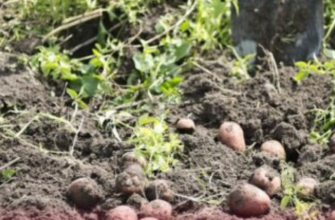 1 продукт при посадці в ґрунт – і картопля вдвічі більша: чим підживити її навесні 2026