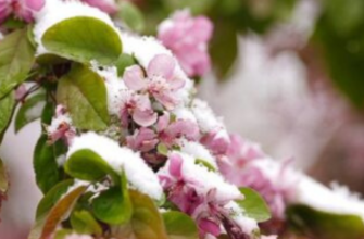 Заморозки до -5°: де в Україні різко похолодає найближчими днями