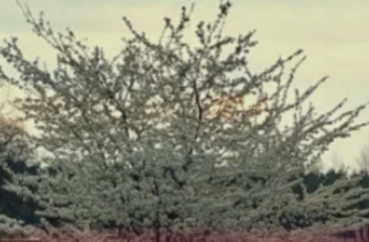 Потепління може прийти в Україну десь з 4-го травня, – синоптикиня 