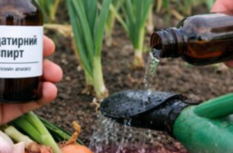 Аміак для часнику та цибулі їх захищає та збільшує врожайність: мрія кожного городника