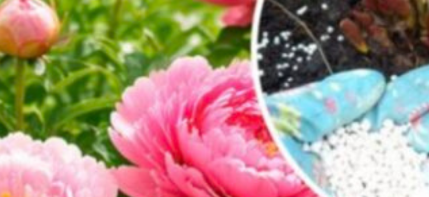 Секрет пишних півоній: що зробити навесні, щоб кущі рясно цвіли
