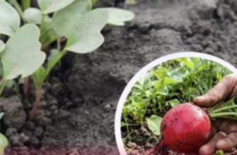 Як зійшла редиска, я роблю 1 єдине підживлення — обов’язково: коренеплоди будуть щільні, солодкі та соковиті