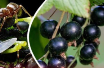 2 пшики на листя смородини – і попелиця тікає зі швидкістю світла: ягоди розміром з кулак – по 7 кг з 1 куща