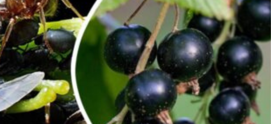 2 пшики на листя смородини – і попелиця тікає зі швидкістю світла: ягоди розміром з кулак – по 7 кг з 1 куща