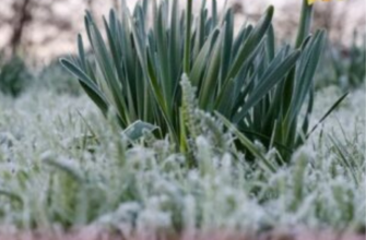 Сніг та заморозки вдарять з новою силою: в яких регіонах Україну “накриє” негода