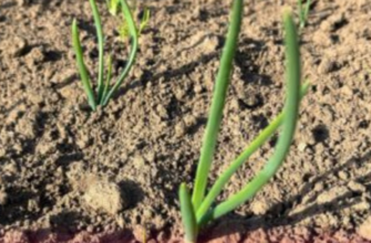 А чи знаєте ви, який розмір цибулі-сіянки вважається найурожайнішим? Є тільки 1 відповідь