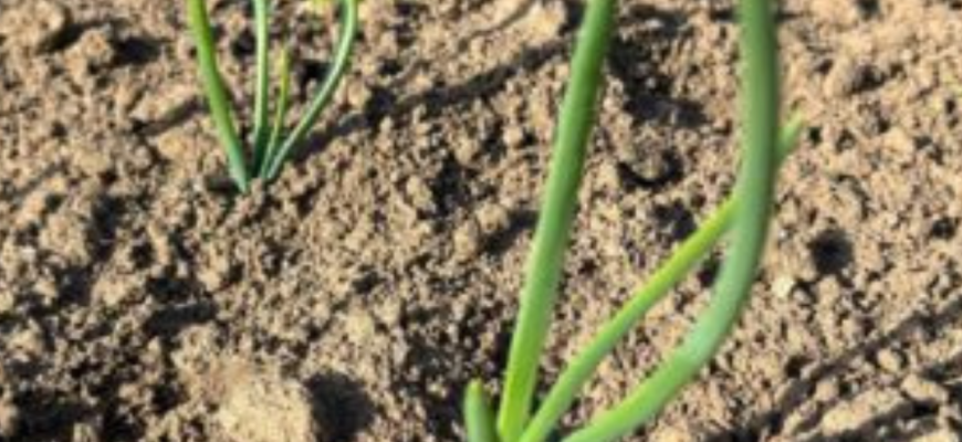 А чи знаєте ви, який розмір цибулі-сіянки вважається найурожайнішим? Є тільки 1 відповідь