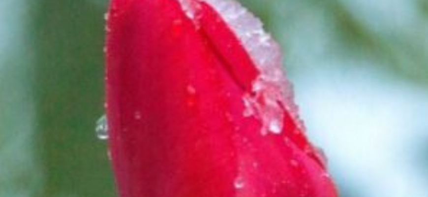 В Україні знову очікуються заморозки: які регіони під загрозою