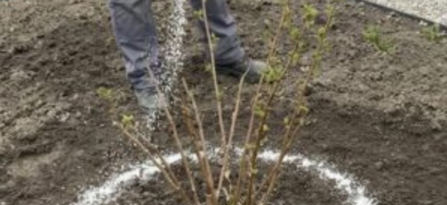 У малини крона, наче у дерева: щороку навесні вношу 2 столових ложки цього – працює 100%