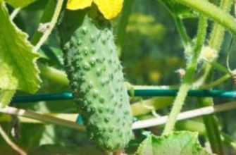 Дачникам на замітку! Найкращі сорти огірків, які не бояться холоду та спеки