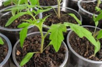 Дачникам на замітку! Як вирощувати розсаду помідорів, перцю та капусти вдома