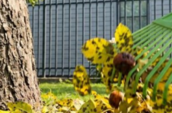 Яблуня скидає листя і вкрилась плямами – не панікуй: ось як врятувати дерево