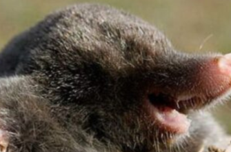 Закопайте це у землю, щоб кроти самі втекли з ділянки: для них це найгірший сморід