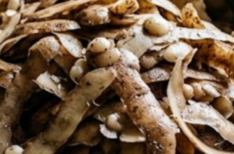 Ми їх для користі, а це лише шкодить: чому розкидати картопляне лушпиння на городі – це помилка