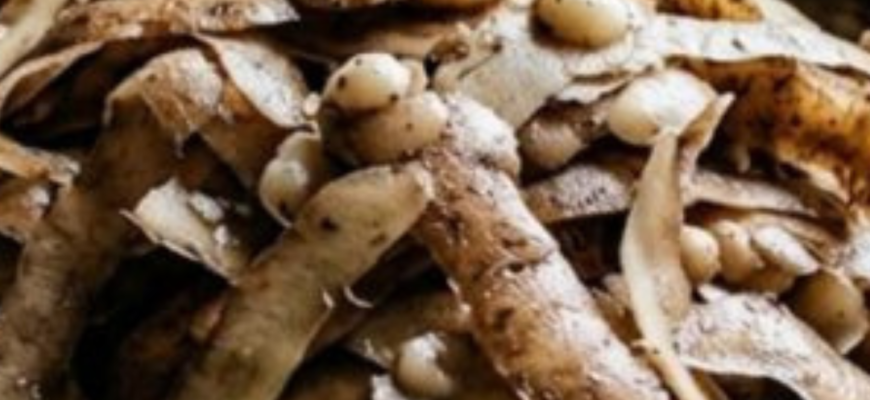 Ми їх для користі, а це лише шкодить: чому розкидати картопляне лушпиння на городі – це помилка