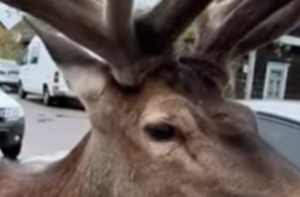 Збила відомого на всю Україну оленя і втекла: стало відомо, як покарали кривдницю Бориса