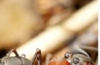 Легко роблю отруйну принаду від мурах: в 10 разів дешевша за магазинну. Котам та собакам не шкодить!