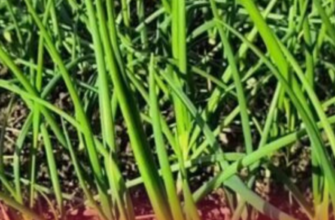 Мій брат-вундеркінд і його секрети: від цибулевої мухи до підживлення — як зробити цибулю здоровою і смачною