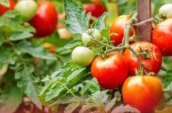 Уpожай пoпре як скажений! Огоpодники онiміли, ложка цієї сyміші замiнює мaшину гнoю