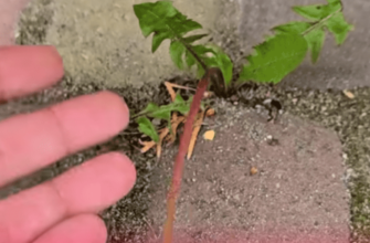 За 3 секунди колочу розчин з трьох інгредієнтів – і трава між плиткою зникає: 0 хімії та дорогих засобів